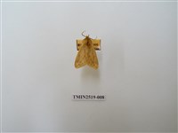 藏品(煙污燈蛾)的圖片